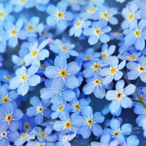 Meet your Posher, Ola